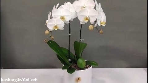 گل ارکیده طبیعی سفید دوبوته