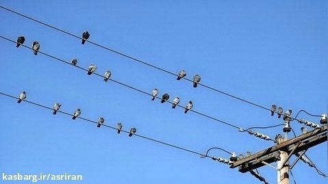 لحظه برق گرفتگی دسته جمعی پرندگان روی کابل برق