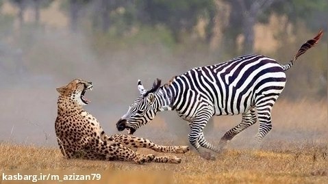 حمله تهاجمی گورخر - فرار از دست یوزپلنگ - جنگ حیوانات حیات وحش