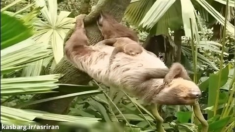 روش عجیب خوابیدن تنبل روی درخت