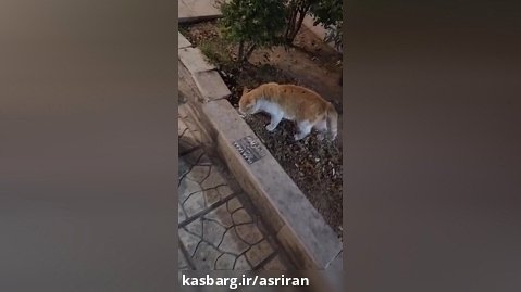 تاکتیک یک ایرانی برای جلوگیری از دعوای گربه قلدر با گربه ولگرد