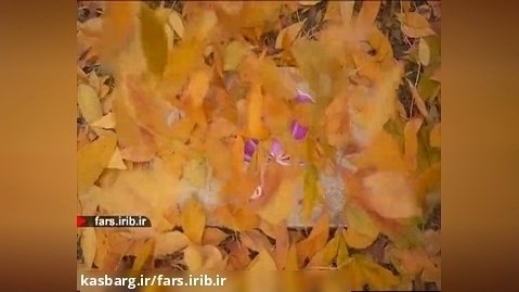 ترانه آرامبخش " نیلوفرانه " آقای علیرضا افتخاری - شیراز