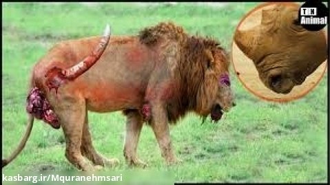 شیر در  نبرد شدید غرور شیرها ترسناک ترین شکارچی! | مجموعه شکار حیوانات وحشی