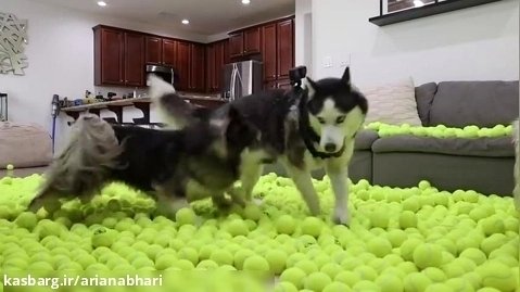 واکنش جالب سگ ها به توپ بازی | سگ هاسکی | حیوانات اهلی