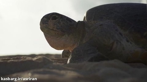 20 هزار لاکپشت در یک زمان معین برای دو میلیون تخم ریزی به این جزیره می آیند
