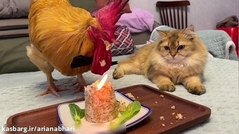 جشن تولد خروس و گربه ها | دوستی حیوانات اهلی