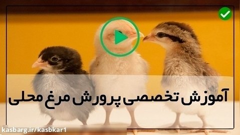 پرورش مرغ تخمگذار خانگی-بیان کامل نکات پرورش مرغ گوشتی