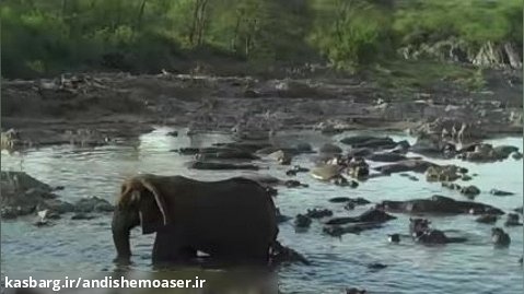 محاصره شدن فیل توسط 50 اسب آبی در وسط رودخانه