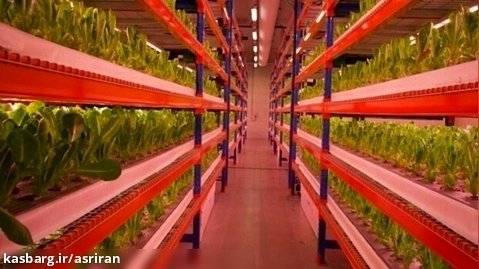 افتتاح بلندترین مزرعهٔ عمودیِ هوشمند جهان در چین