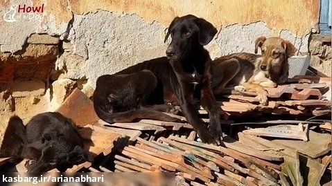 نجات دادن سگ ها از شدت گرسنگی