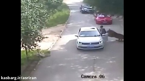 شکار یک زن توسط ببر جلوی چشم همسرش