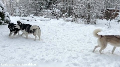شادی سگ هاسکی با دوستان در فصل زمستان | برف بازی