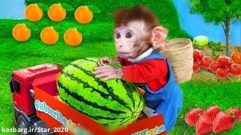 برنامه کودک بچه میمون بازیگوش - برداشت هندوانه - بچه میمون بیبی