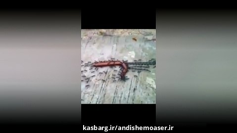 مورچه ها برای کشیدن یک صدپا تبدیل به طناب زنده می شوند!