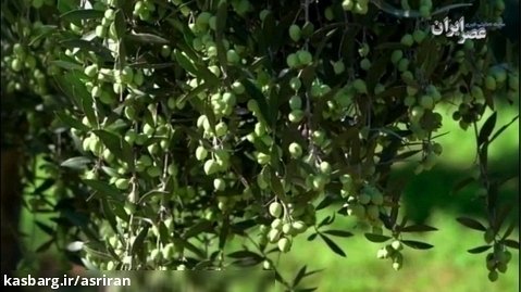 مقابله کشاورزان با دزدان زیتون در یونان/ با نصب دوربین و جی پی اس روی درختان