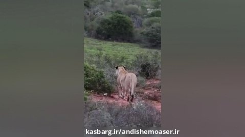 شگرد عجیب شیر نر برای شکار زرافه بزرگ