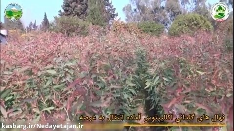 زراعت چوب ۱۰۷ هکتاری گونه اکالیپتوس در منطقه زاغمرز شهرستان بهشهر