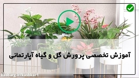 پرورش گل و گیاه در خانه-(تکثر فیکوس آلاستیکا )