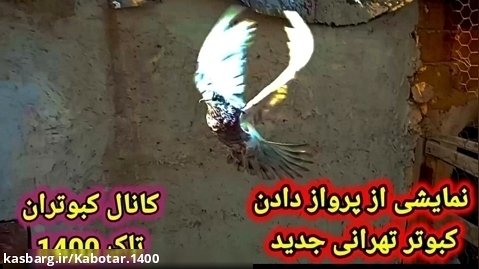 نمایشی از پرواز دادن کبوتر تهرانی جدید