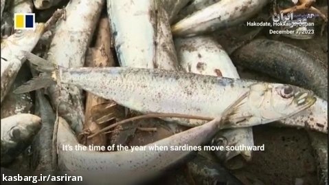 انباشت هزاران ماهی مرده در سواحل ژاپن