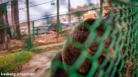 شکنجه بی پایان تنهاترین خرس دنیا که ۲۳ سال در قفسی فرسوده زندانی است