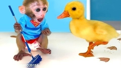 بچه میمون جوجه اردک را نجات میدهد - بازی و دوستی حیوانات