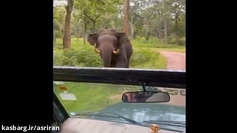 لحظه هولناک حمله فیل عصبانی به خودرو گردشگران