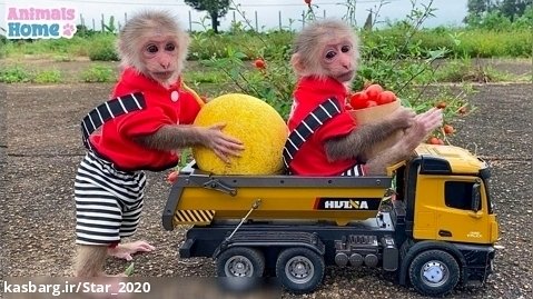 کلیپ های حیوانات بامزه | بچه میمون برای برداشتن میوه در مزرعه می رود
