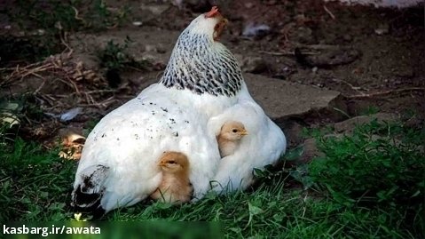 خوابیدن مرغ کرچ سفید ما روی تخم ها تو روستا... اردیبهشت 1402