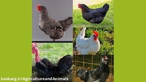 آشنایی با انواع مرغ (۵ نوع)