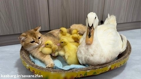 جوجه اردک ؛ اردک مادر با جوجه هاش ؛ جوجه اردک ها در کنار گربه ملوس