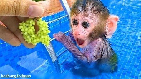 برنامه کودک بچه میمون / بن بن و خوردن میوه در استخر / سرگرمی کودک