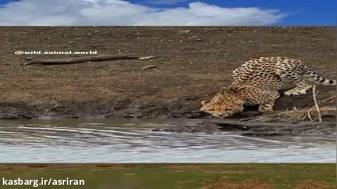 ببینید تمساح چطور ناگهانی یک یوزپلنگ را بلعید