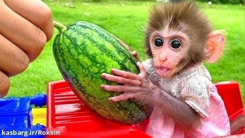 سرگرمی با بچه میمون بازیگوش :: مینی هندوانه  :: حیوانات خانگی باهوش