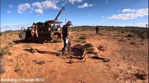 (ویدئو) روش خلاقانه استرالیایی ها برای پرورش شتر و بسته بندی گوشت شتر