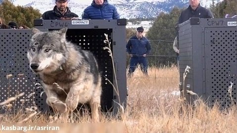 لحظه ی تماشایی رهاسازی اولین گرگ های خاکستری در خطر انقراض در کلرادو