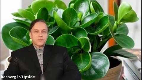 پرسش و پاسخ با استاد محمدرضا صفاری: گل قاشقی (پپرومیا)