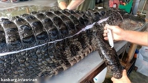 برش زدن پوست و گوشت یک تمساح غول پیکر 900 کیلوگرمی به طول 5.5 متر