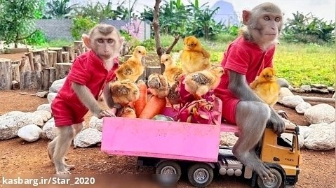 بابا میمون  بچه میمون اوبی را برای برداشت میوه در مزرعه می برد