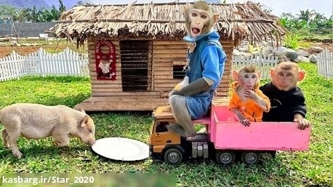 حیوانات بازیگوش : بچه میمون بیم بیم از خوکچه ها مراقبت می کند