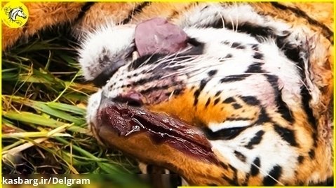 Injured Tiger When Choosing Wrong Opponent, Can It Survive ? Wild Animals