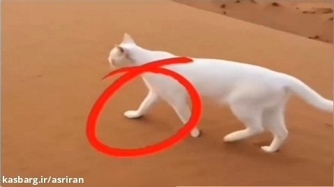 حقیقت جالب درباره راه رفتن گربه ها