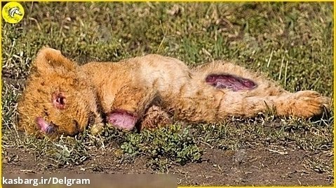 Poor ! Look What Happened When Injured Lion Cub Lost Mother And Cant Make Food