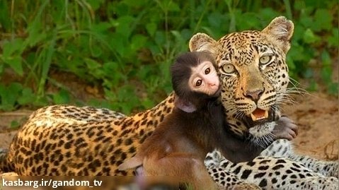 Mother Leopard Adopt Baby Baboon After Killing its Mother