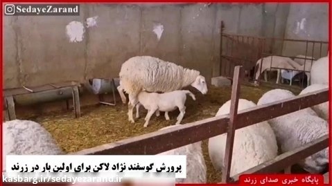 پرورش گوسفند نژاد لاکن برای اولین بار در زرند