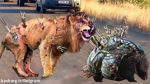 حیات وحش جدید - نبرد شیر و پایتون