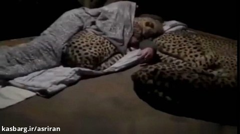 محیط بانی که می گفت شب ها با یوزپلنگ ها می خوابد اما کسی حرفش را باور نمی کرد
