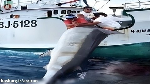 لحظه صید بزرگترین شمشیر ماهی جهان توسط ۴ ماهیگیر خوش شانس آمریکایی