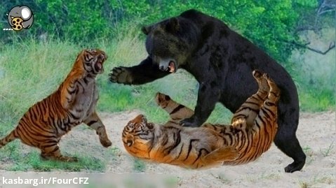 فیلم | دنیای حیات وحش | مبارزه شدید ببر در برابر خرس | حیات وحش