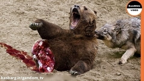 حمله حیوانات وحشی - وقتی گرگ ها از خرس ها پیشی می گیرند! - رازبقا